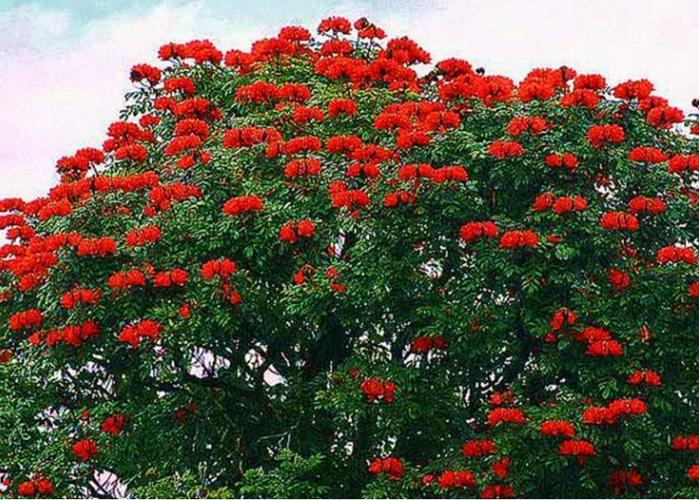 火树银花的典故是什么（火树银花的解释是什么）