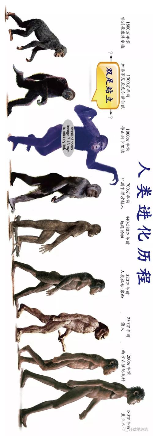 人类是怎么进化的(人类是怎么进化的介绍一下)-第3张图片-文史 人类是怎么进化的(人类是怎么进化的介绍一下)-第3张图片-文史