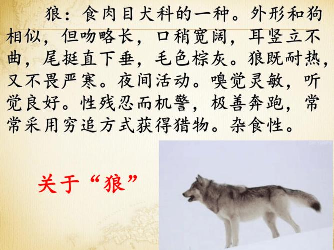 狼子野心有什么历史典故,狼子野心的典故-第1张图片-文史 狼子野心有什么历史典故,狼子野心的典故-第1张图片-文史