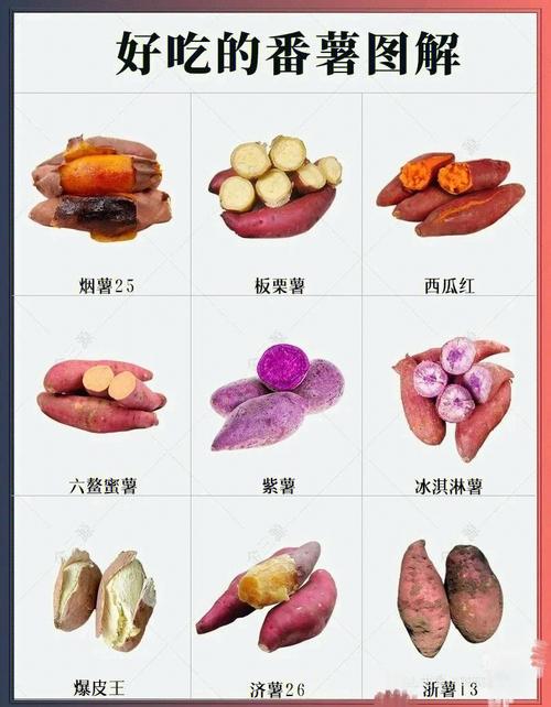 关于白薯的叫法,白薯还叫什么-第5张图片-文史 关于白薯的叫法,白薯还叫什么-第5张图片-文史