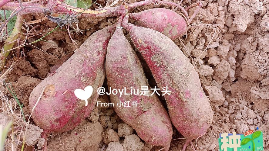 白薯为什么又称“红苕”,红薯也叫白薯-第3张图片-文史 白薯为什么又称“红苕”,红薯也叫白薯-第3张图片-文史