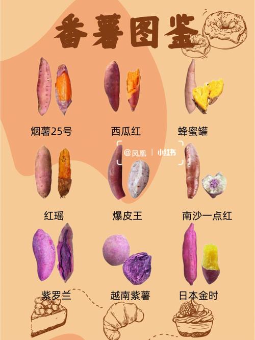白薯为什么又称“红苕”,红薯也叫白薯-第4张图片-文史 白薯为什么又称“红苕”,红薯也叫白薯-第4张图片-文史