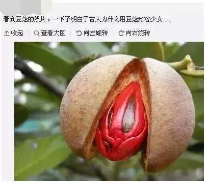 古人为何用“豆蔻”形容少女,为什么用豆蔻形容女子-第2张图片-文史 古人为何用“豆蔻”形容少女,为什么用豆蔻形容女子-第2张图片-文史