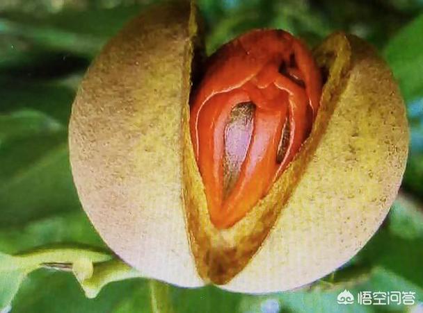 古人为何用“豆蔻”形容少女,为什么用豆蔻形容女子-第3张图片-文史 古人为何用“豆蔻”形容少女,为什么用豆蔻形容女子-第3张图片-文史