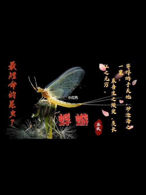 包含“索命姚苌”的主人公是谁的词条-第3张图片-文史 包含“索命姚苌”的主人公是谁的词条-第3张图片-文史