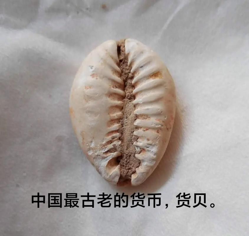 夏朝历史:夏朝的货币贝壳是历史上最早的货币,夏朝的货币是什么-第2张图片-文史 夏朝历史:夏朝的货币贝壳是历史上最早的货币,夏朝的货币是什么-第2张图片-文史